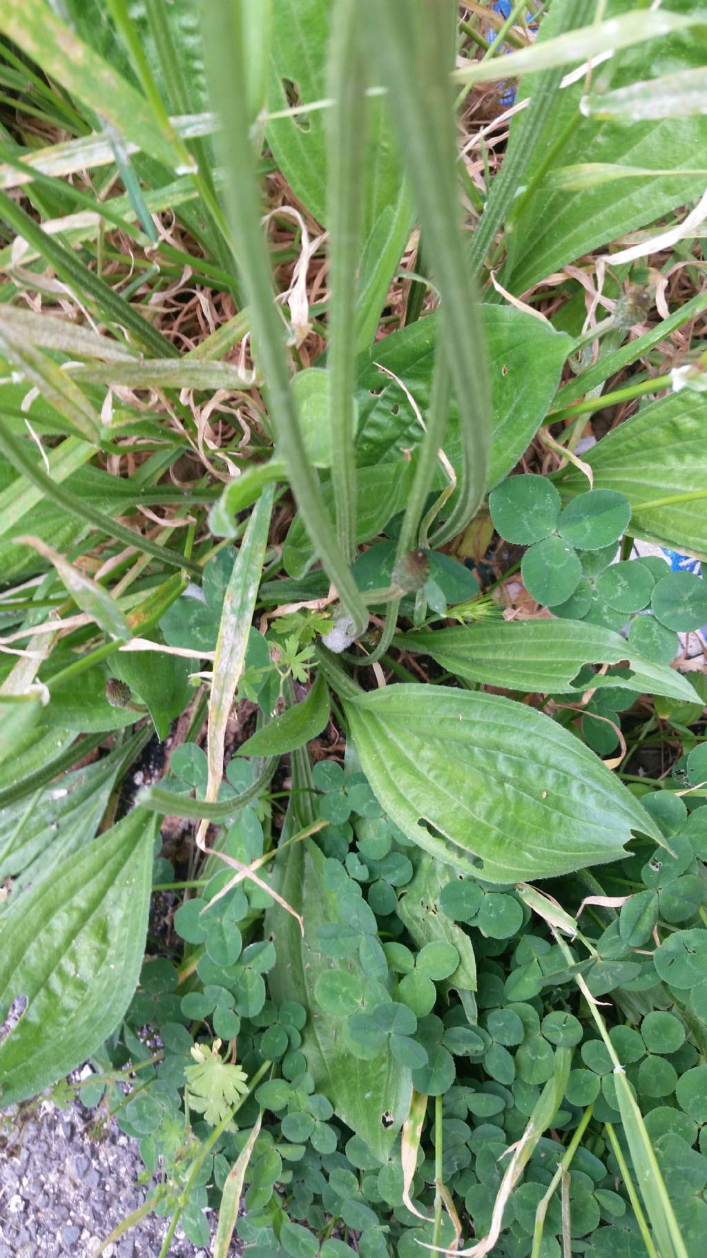 Plantago media (PLantaginaceae)